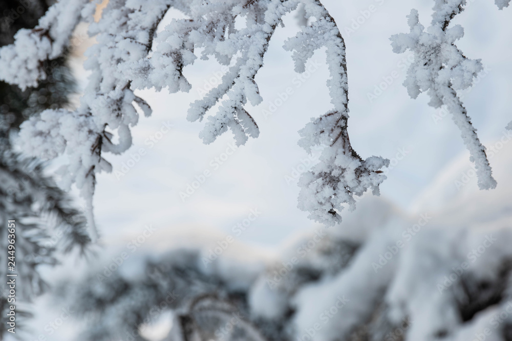 trees in hoarfrost trees in hoarfrost