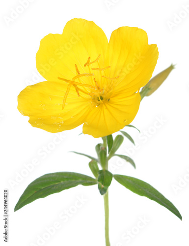 Fotografie yellow evening primrose isolated on white