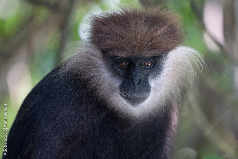 Obraz premium Purple-Faced Langur