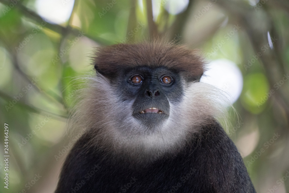 Obraz premium Purple-Faced Langur
