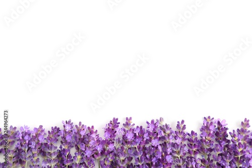 Fototapeta Naklejka Na Ścianę i Meble -  Lavender.