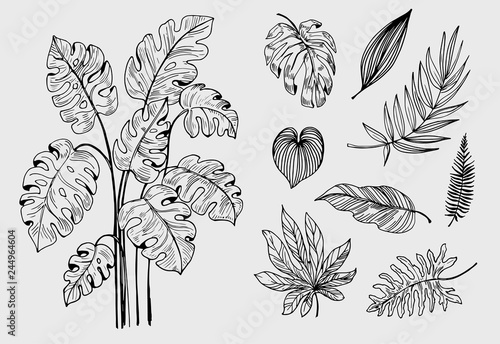 Set of outline tropical leaves. Hand drawn illustration converted to vector