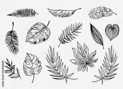 Set of outline tropical leaves. Hand drawn illustration converted to vector