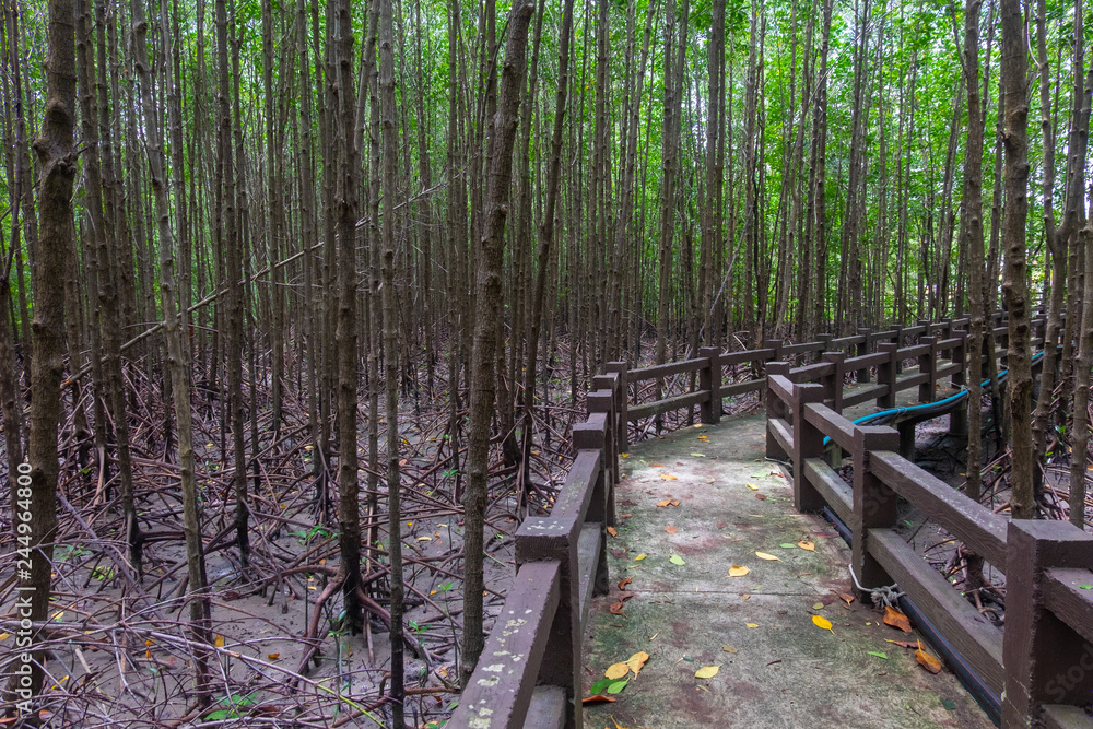 Mangroves forest in satun province, Thailand. Mangroves forest in satun province, Thailand.