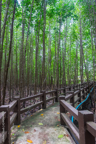 Mangroves forest in satun province, Thailand. photo