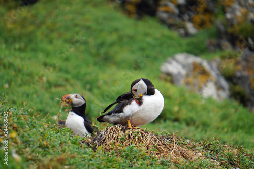 puffins at the Skellig islands photo