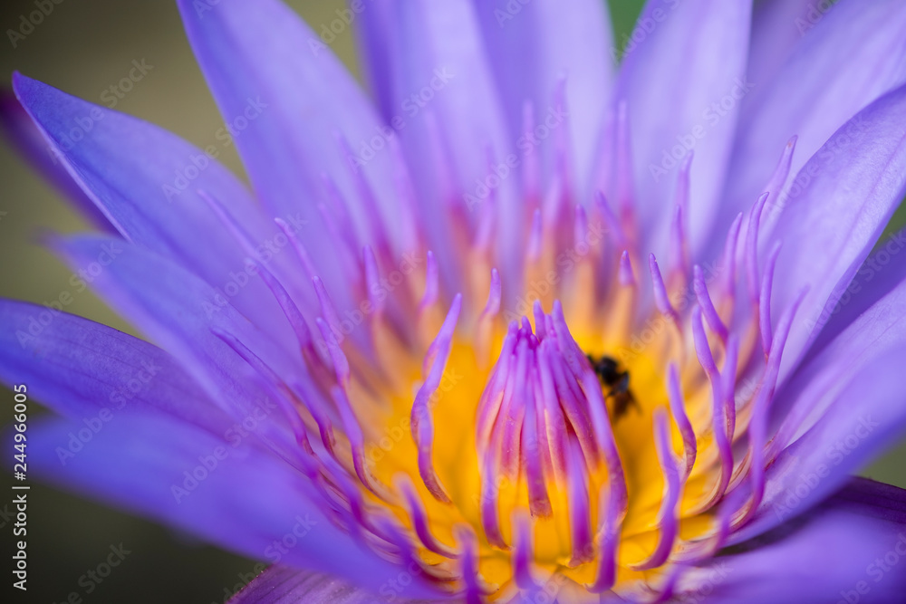 Close up yellow pollen of violet lotus or water lily with bees. Image and macro photography concept. Close up yellow pollen of violet lotus or water lily with bees. Image and macro photography concept.