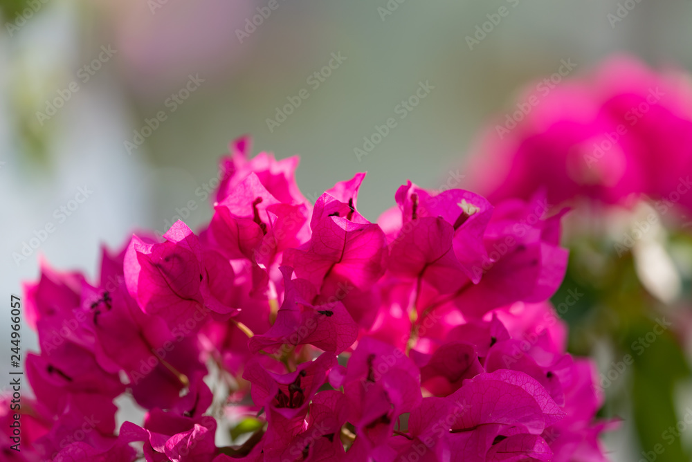 Fototapeta premium blooming bougainvillea.Red bougainvillea flowers