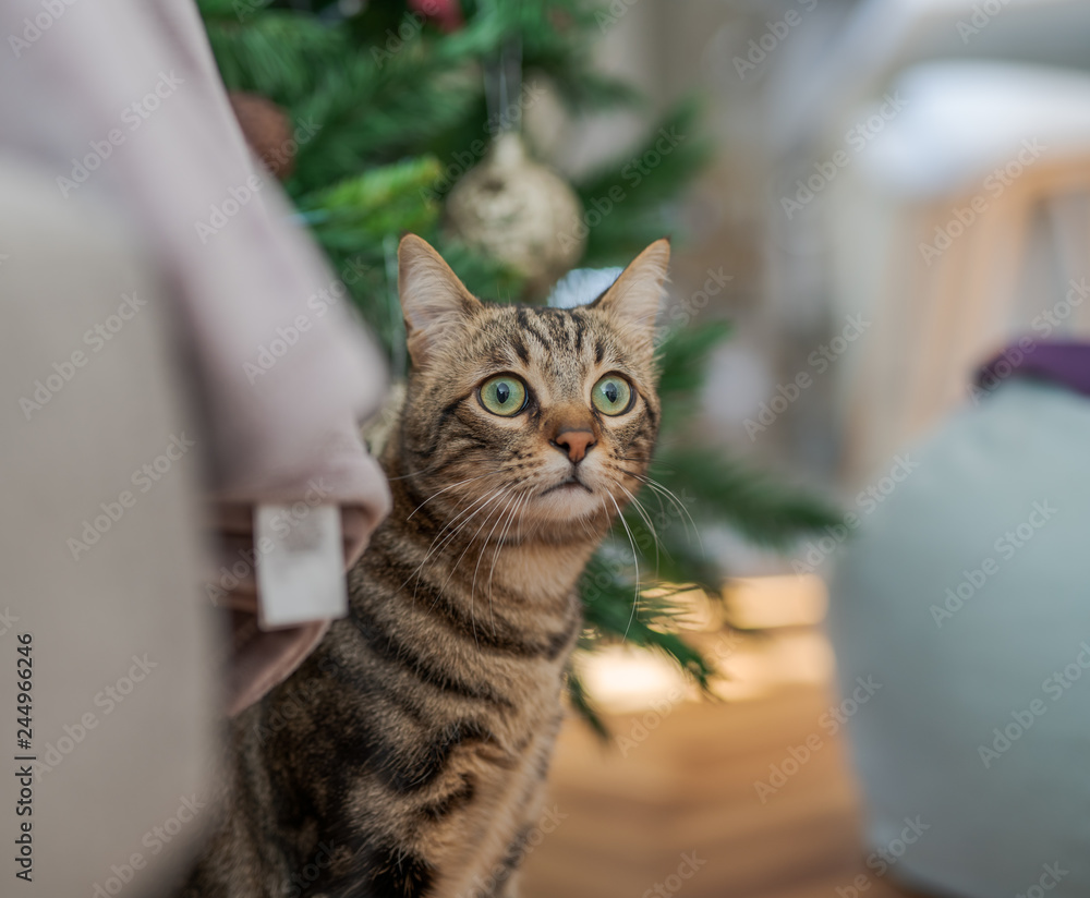 Cute short hair cat looking curious and snooping at home playing hide and seek Cute short hair cat looking curious and snooping at home playing hide and seek
