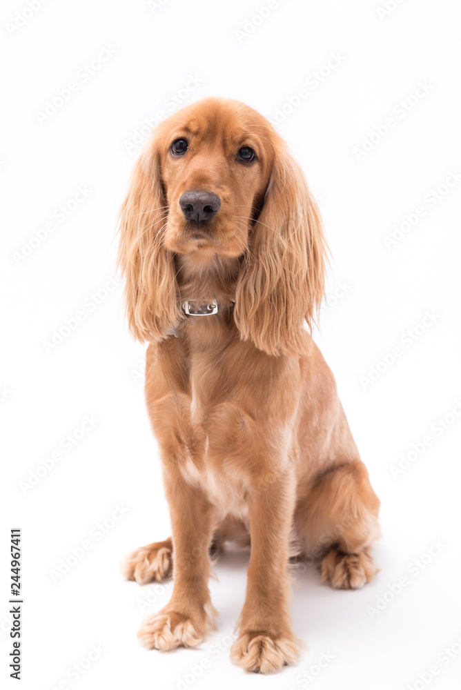 A golden cocker spaniel isolated on white background