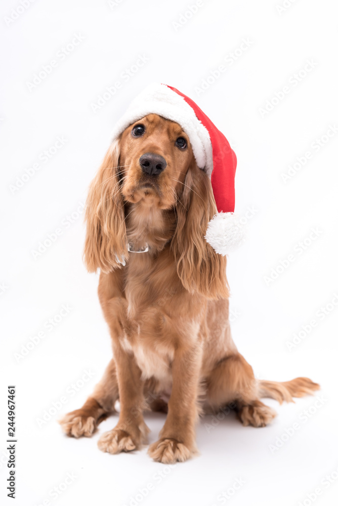 A golden cocker spaniel isolated on white background