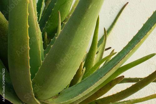 Planta de Aloe Vera photo