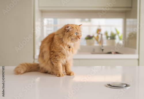 Fototapeta Naklejka Na Ścianę i Meble -  Beautiful ginger long hair cat lying on kitchen table on a sunny day at home