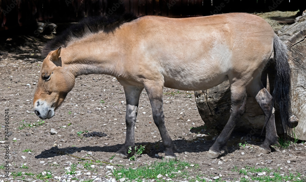 Fototapeta premium Przewalski's horse mare. Latin name - Equus przewalskii