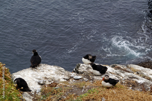 puffins at the Skellig islands photo