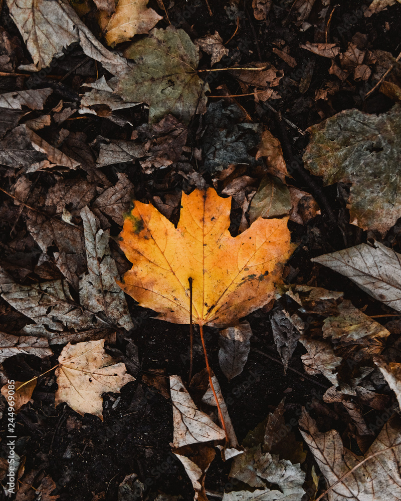 Autumn Forest Floor