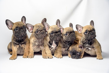 Leinwandbilder Französische Bulldogge Welpengruppe Französische Bulldoggen  © Игор Чусь