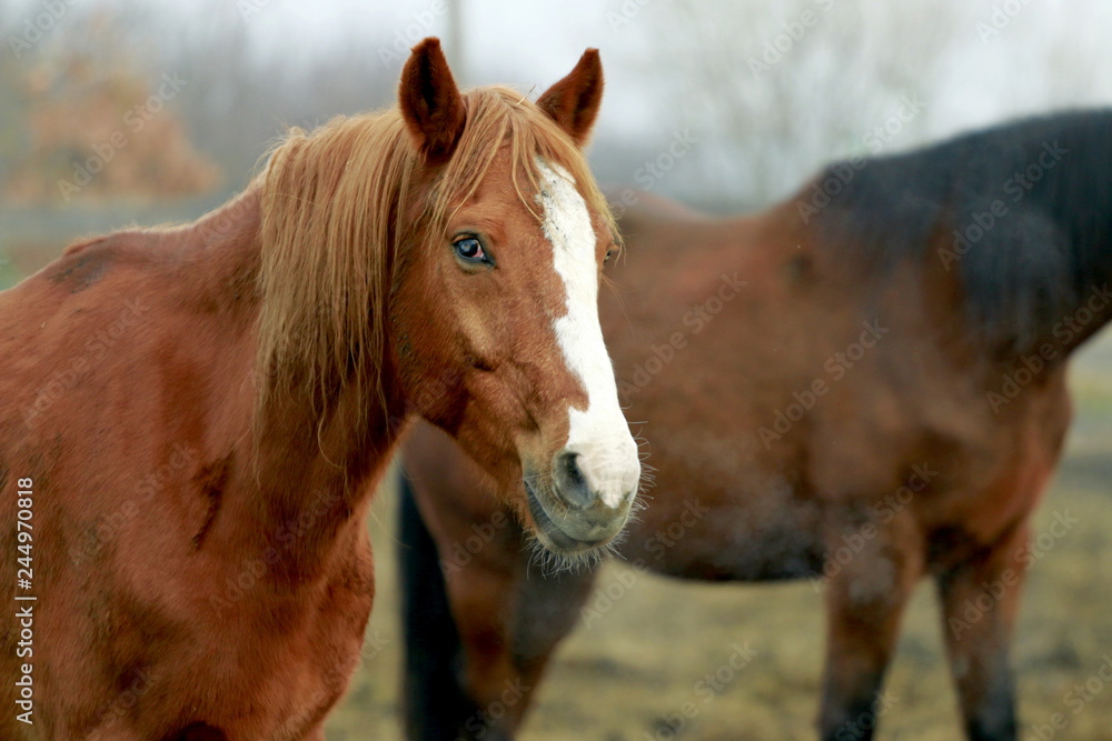 Obraz premium Rudy koń