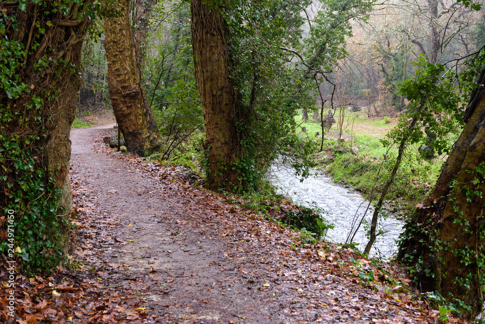 path in the rainy autumn forest