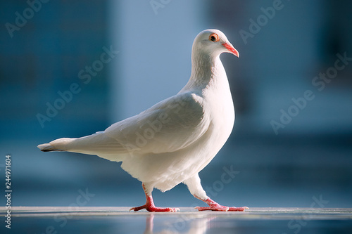 white feather homing pigeon bird standing against beautiful blue background