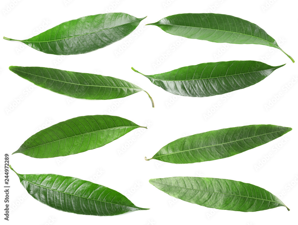 Fototapeta premium Composition of fresh mango leaves on white background, top view