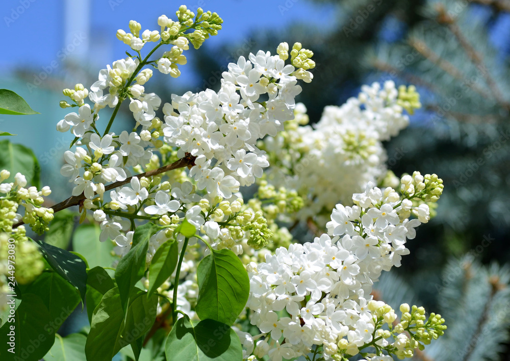 White lilac flowering branch, spring concept White lilac flowering branch, spring concept