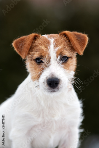 jack russell terrier puppy portrait outdoors