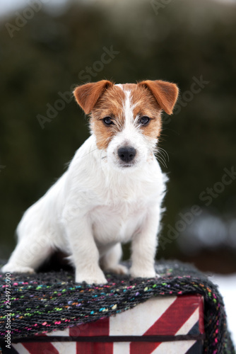 jack russell terrier puppy sitting outdoors