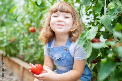 Little girl in the greenhouse with tomato plants