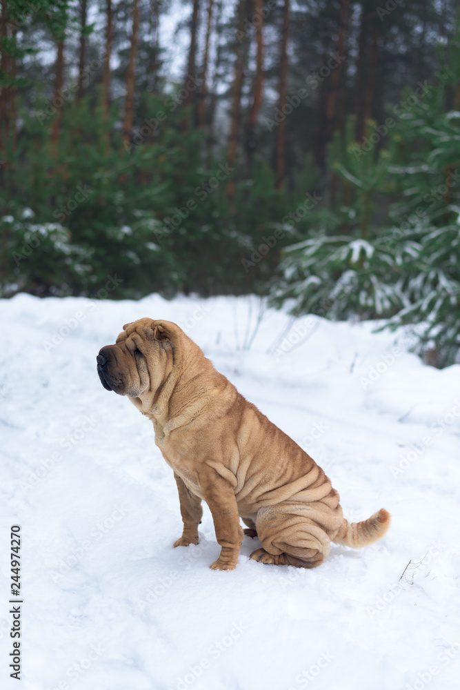 Sharpay sits in the winter in the coniferous forest. profile picture . walk in the winter fir forest.