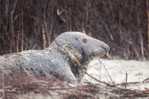 A grey seal lies on the beach on Helgoland