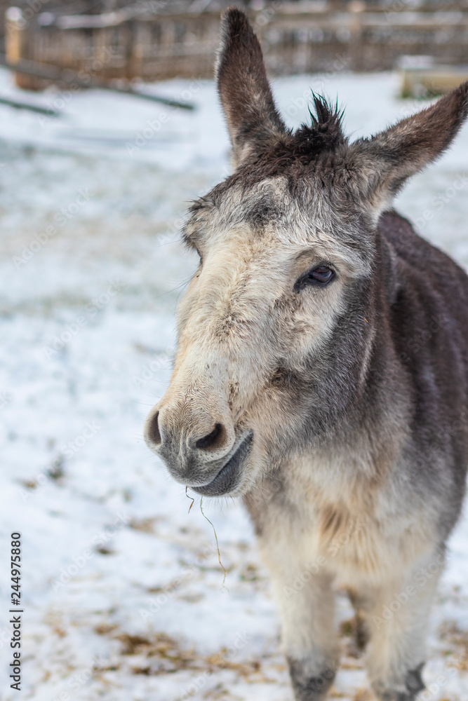 Cute white donkey portrait on a snowy background landscape Cute white donkey portrait on a snowy background landscape