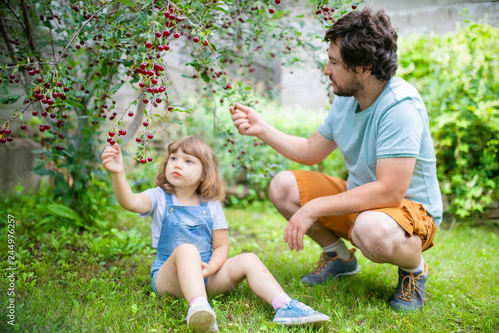 Fototapeta premium Father and his adorable little daughter eating cherry from cherry-tree in the orchard