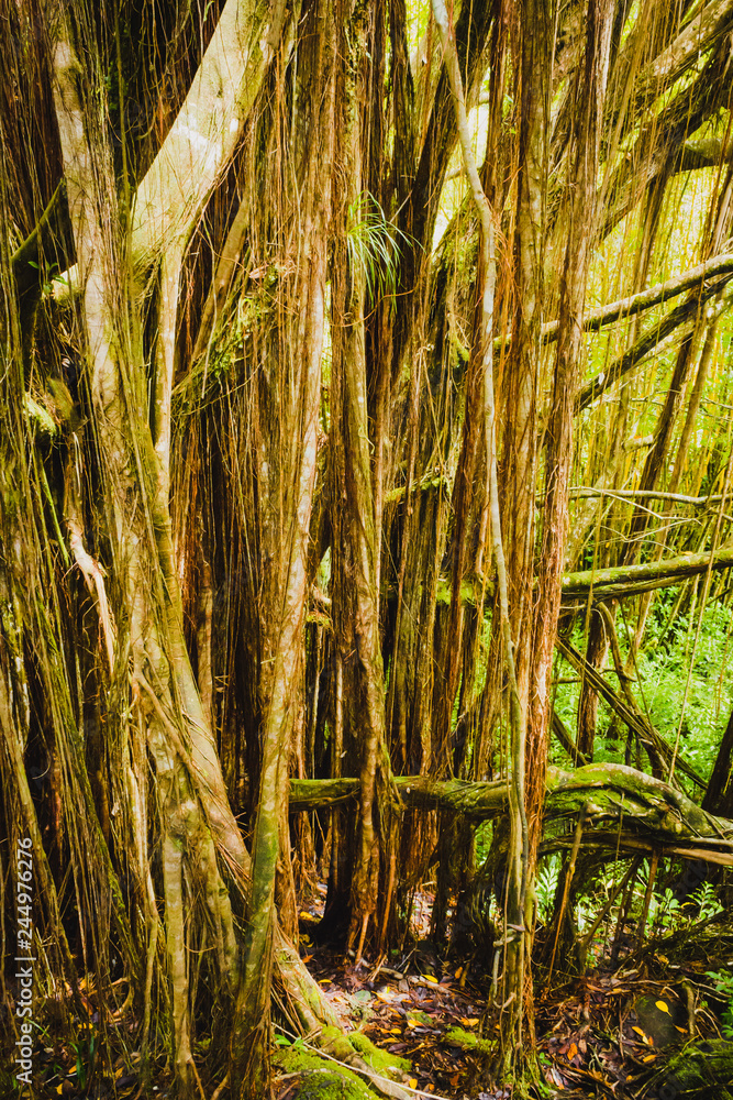 Obraz premium Tropischer Regenwald auf Big Island Hawaii