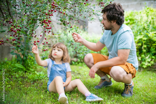 Father and his adorable little daughter eating cherry from cherry-tree in the orchard