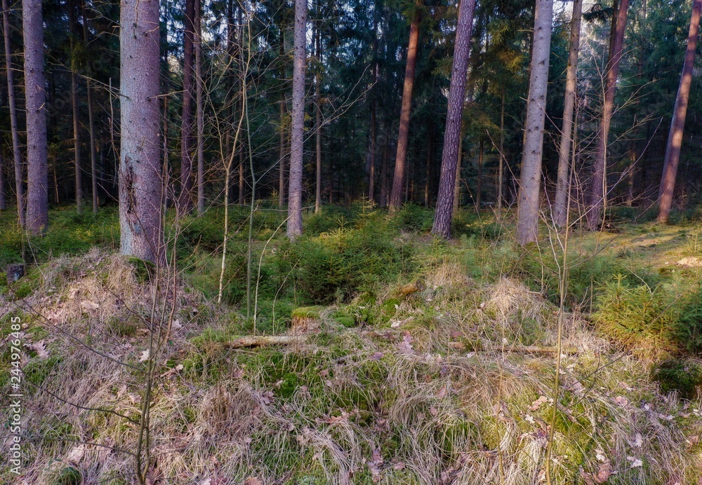Obraz premium Der Wald kann regenerieren er bleibt sich selbst überlassen