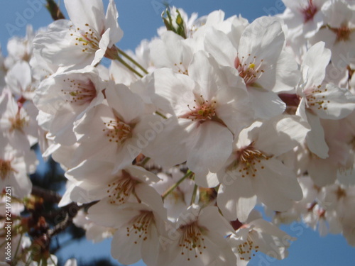 西国分寺界隈の春 ～ 桜