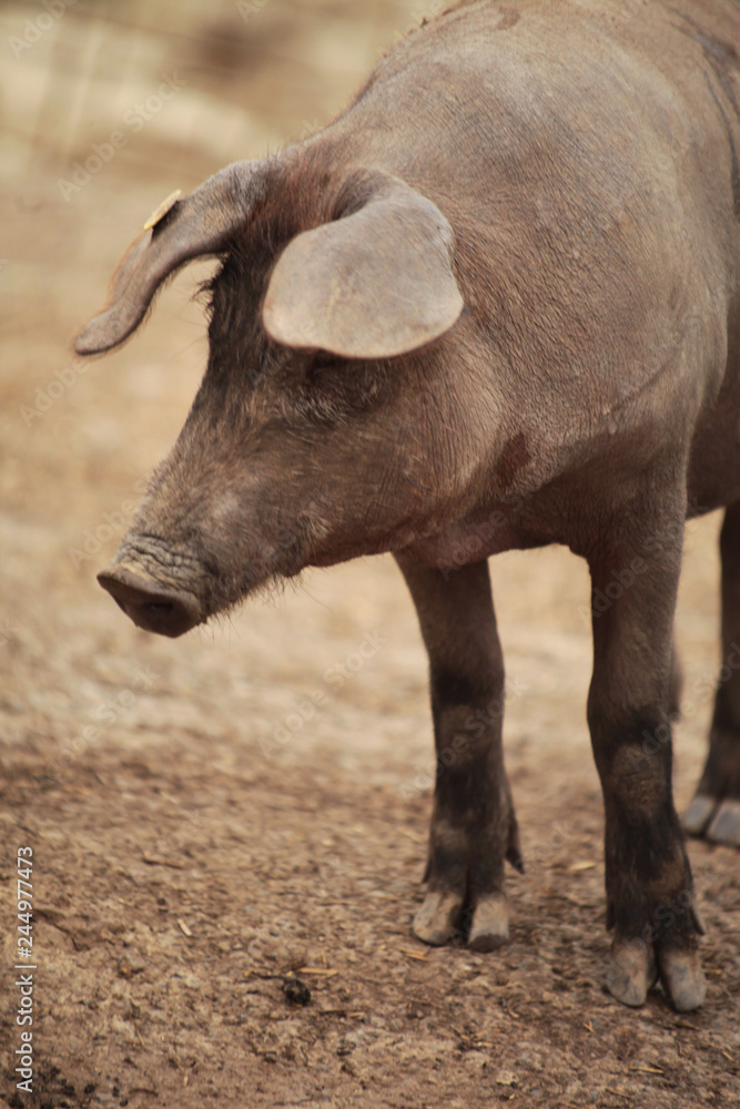 Fototapeta premium Maiale iberico in una fattoria di Siviglia, Spagna