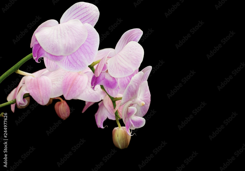 Obraz premium orchids on a black background