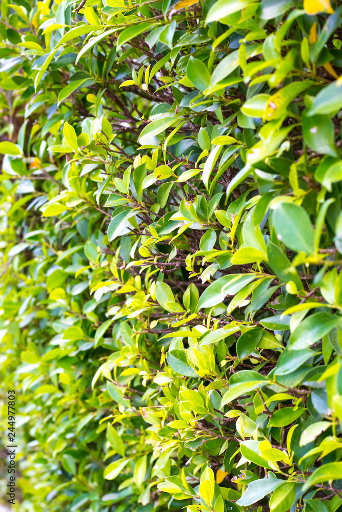 background of green leaves background of green leaves