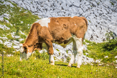 Das Hochkar ist mit einer Höhe von 1808 m ü. A. der höchste Gipfel der an der niederösterreichisch-steirischen Grenze befindlichen Göstlinger Alpen.