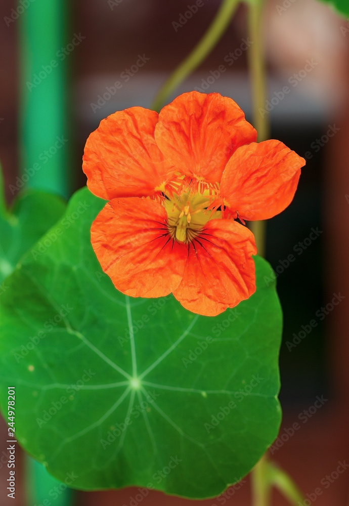 beautiful red flower beautiful red flower