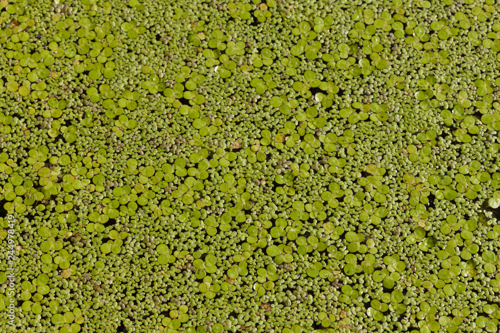 Texture of a duck weed Lemna lake plant Texture of a duck weed Lemna lake plant