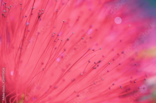 close-up of crimson blossom of flower of Metrosideros excelsa, photo