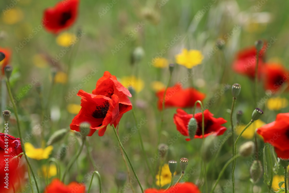 poppy field with flowers and fragrant herbs, landscape