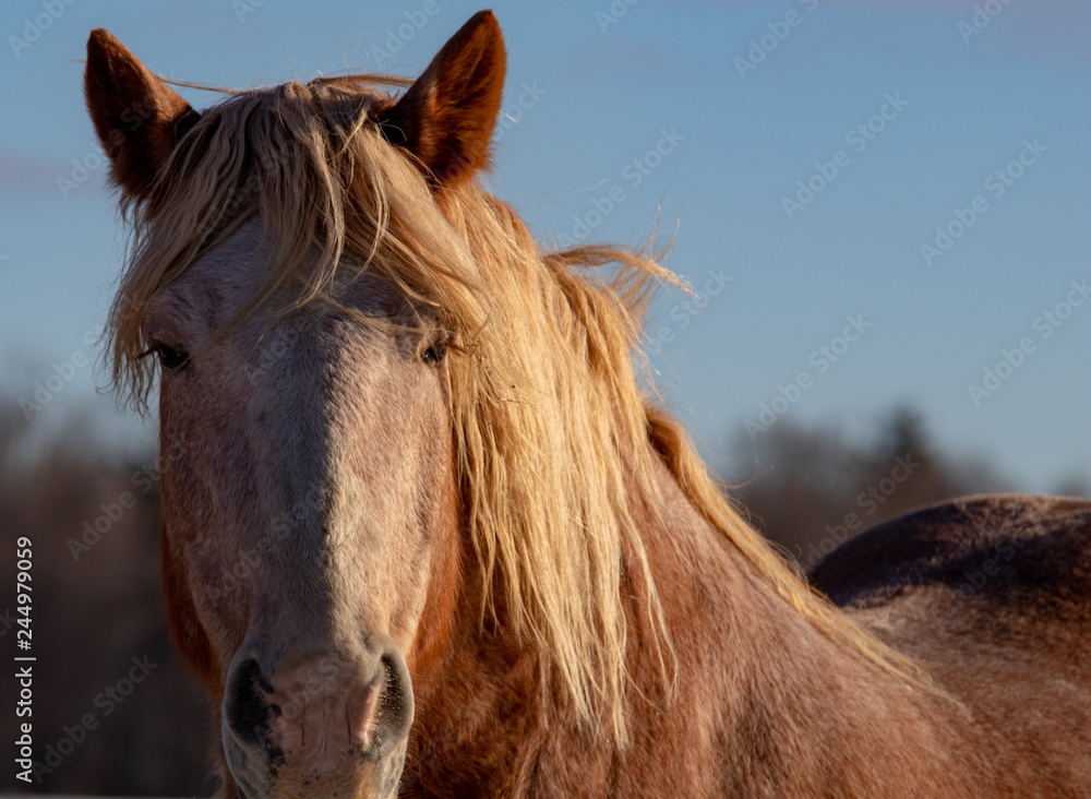 Obraz premium Belgian