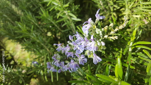 violet flowers on green background