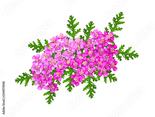 Pink yarrow flowers and lea...