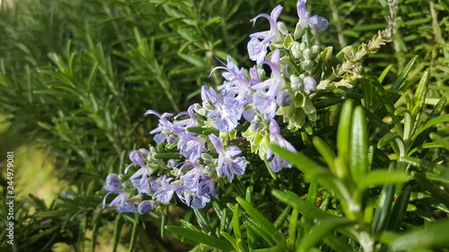 violet flowers