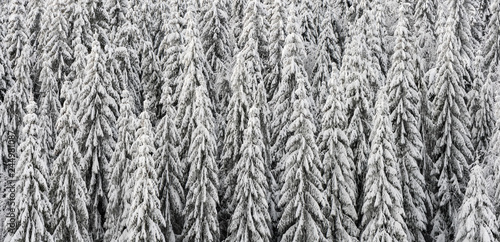 Texture of winter forest for background.